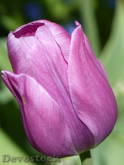 Devostock Tulip Flower Purple Spring 3