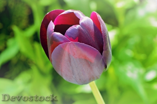 Devostock Tulip Flower Purple Spring