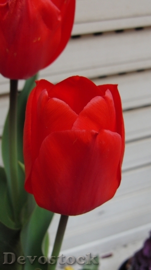Devostock Tulip Flower Red 677304