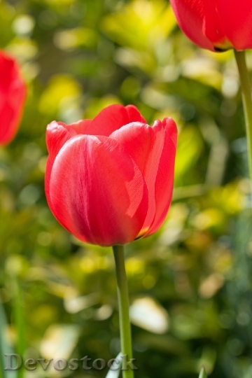 Devostock Tulip Flower Red Close