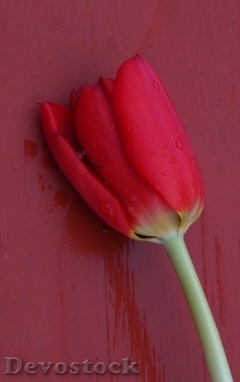 Devostock Tulip Flower Red Floral