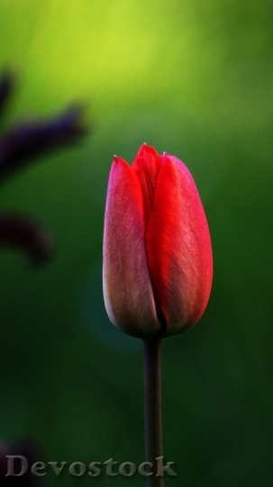 Devostock Tulip Flower Red Nature