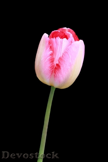 Devostock Tulip Flower Red Pink