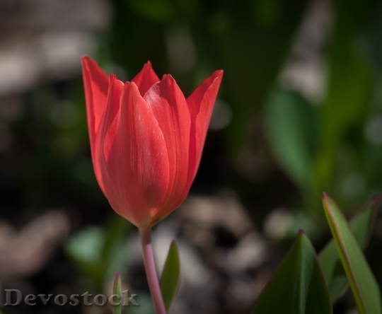 Devostock Tulip Flower Red Red