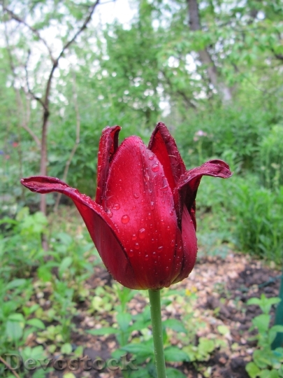 Devostock Tulip Flower Red Rosa