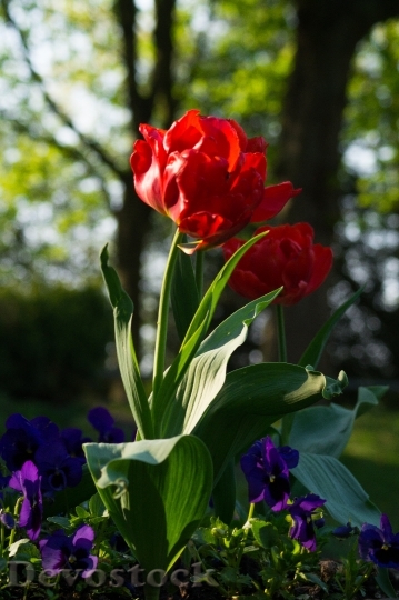 Devostock Tulip Flower Red Spring 0