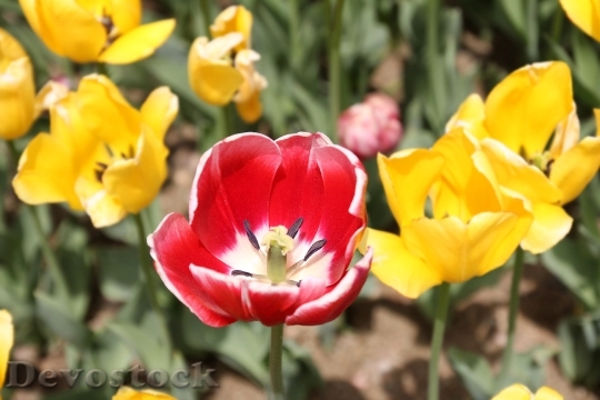 Devostock Tulip Flower Red Spring 1
