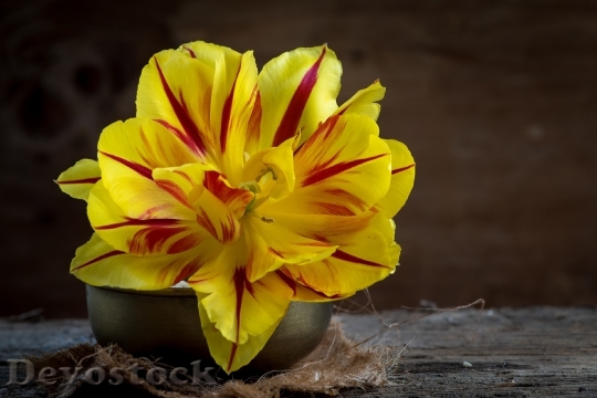 Devostock Tulip Flower Red Yellow 0