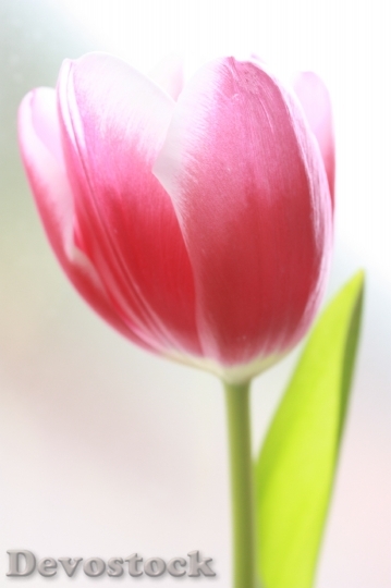 Devostock Tulip Flower Rosa Petal