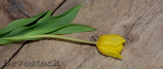 Devostock Tulip Flower Schnittblume 747470