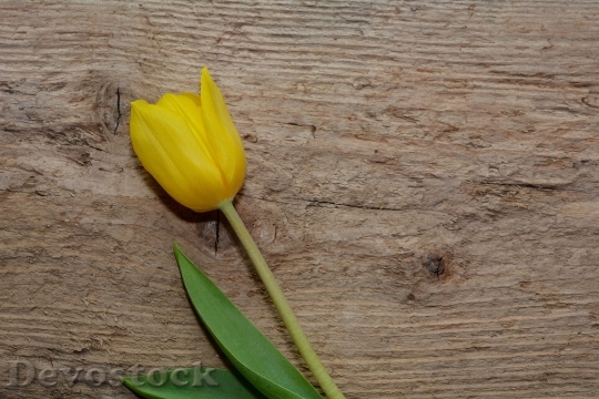 Devostock Tulip Flower Schnittblume 747474