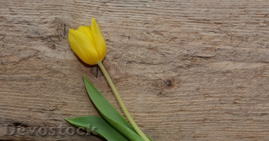 Devostock Tulip Flower Schnittblume 747478