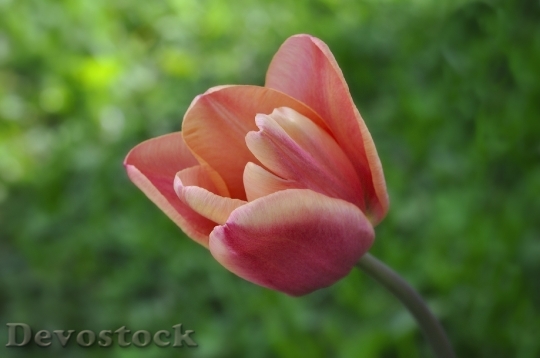 Devostock Tulip Flower Schnittblume 768887