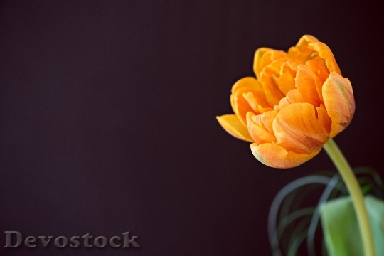Devostock Tulip Flower Schnittblume Blossom 0