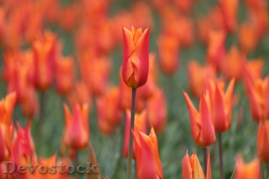 Devostock Tulip Flower Spring 1339787
