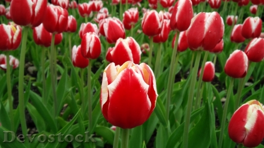 Devostock Tulip Flower Spring Blooming