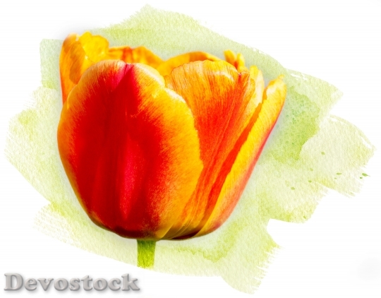 Devostock Tulip Flower Spring Flower 0