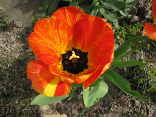Devostock Tulip Flower Spring Flower 2