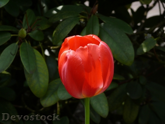 Devostock Tulip Flower Spring Flower 3
