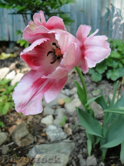 Devostock Tulip Flower Spring Garden