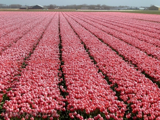 Devostock Tulip Flower Spring Holland