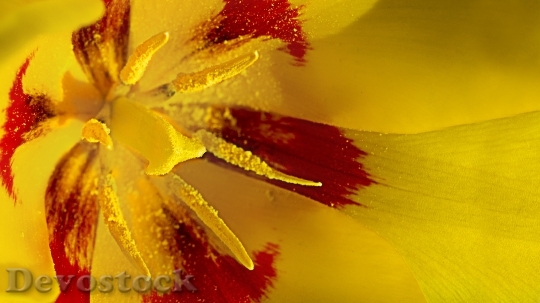 Devostock Tulip Flower Spring Macro