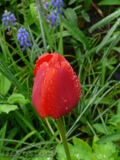 Devostock Tulip Flower Spring Nature 0