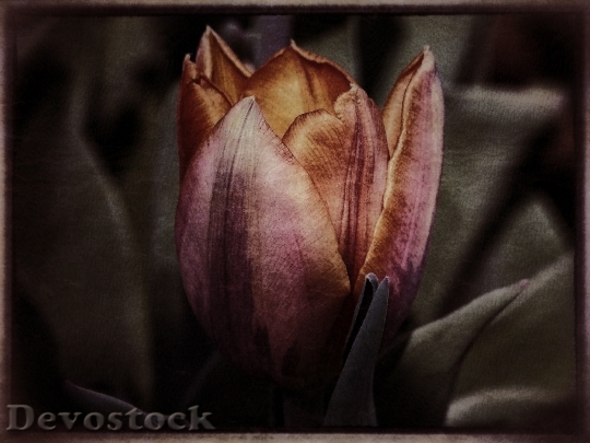 Devostock Tulip Flower Spring Nature 1