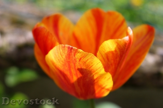 Devostock Tulip Flower Spring Nature 10