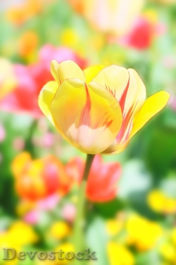 Devostock Tulip Flower Spring Nature 11
