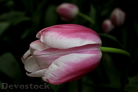 Devostock Tulip Flower Spring Nature 12