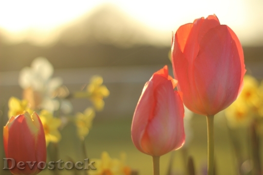 Devostock Tulip Flower Spring Nature 3