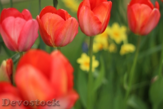 Devostock Tulip Flower Spring Nature 4