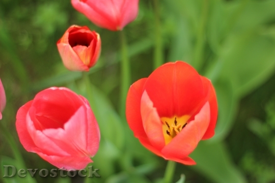 Devostock Tulip Flower Spring Nature 5