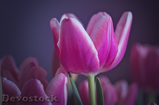 Devostock Tulip Flower Spring Nature 7