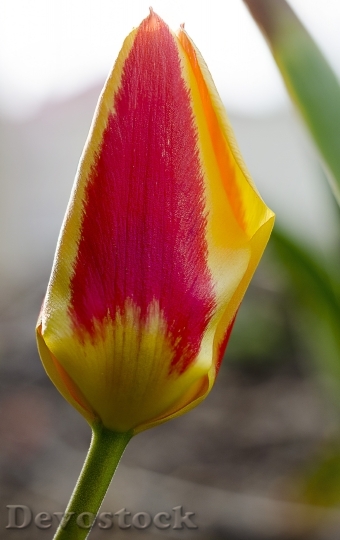 Devostock Tulip Flower Spring Nature 8