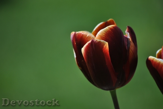 Devostock Tulip Flower Spring Nature 9