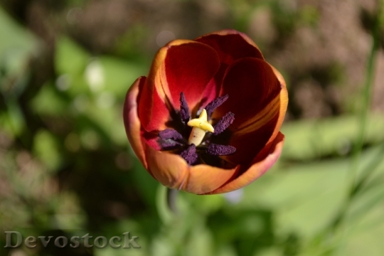 Devostock Tulip Flower Spring Petals