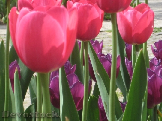 Devostock Tulip Flower Spring Pink 0