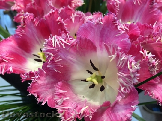 Devostock Tulip Flower Spring Pink 1