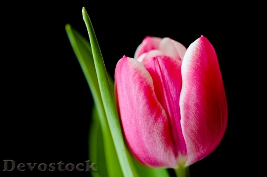 Devostock Tulip Flower Spring Pink