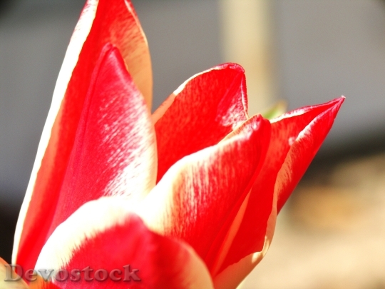 Devostock Tulip Flower Spring Red