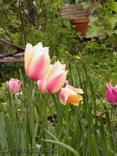 Devostock Tulip Flower Spring Spring
