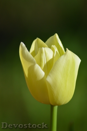 Devostock Tulip Flower Spring Yellow 0