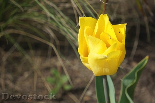 Devostock Tulip Flower Spring Yellow 2