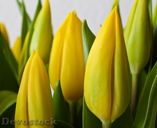 Devostock Tulip Flower Spring Yellow