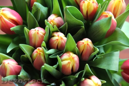 Devostock Tulip Flower Tulips Spring 0