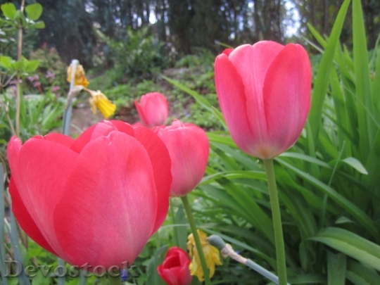 Devostock Tulip Flower Tulips Spring