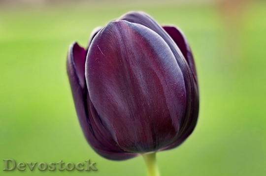 Devostock Tulip Flower Violet Dark