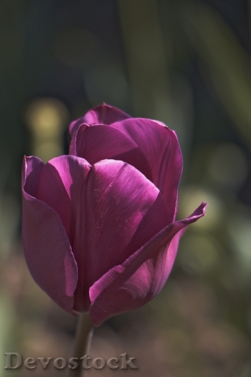 Devostock Tulip Flower Violet Vegetation